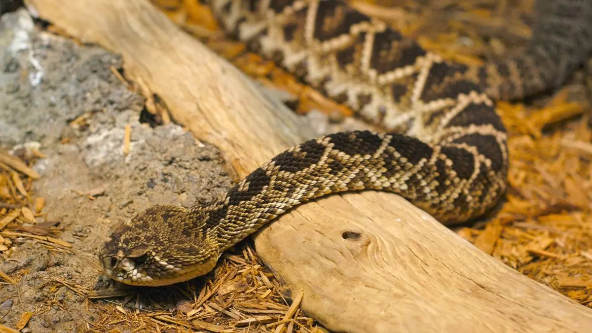 Super pouvoir animal S01E05 Le toucher