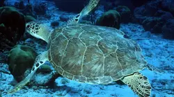 Super pouvoir animal S01E08 Sous l'eau