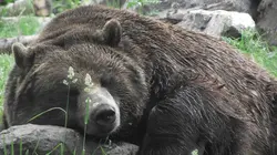 Super pouvoir animal