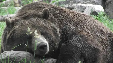 L'incroyable a un sens