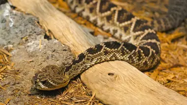 Super pouvoir animal S01E05 Le toucher