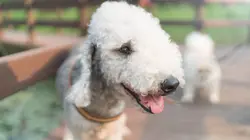 Sur Animaux à 22h15 : Super vétérinaire