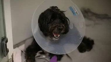 Bertie, Suny et Edith