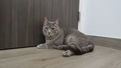 Super vétérinaire S07E02