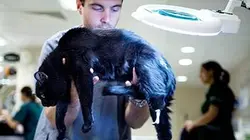 Super vétérinaire S04E00 Baloo, Lola & Piper