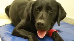 Super vétérinaire S04E13 Tank, Barney & Mouse