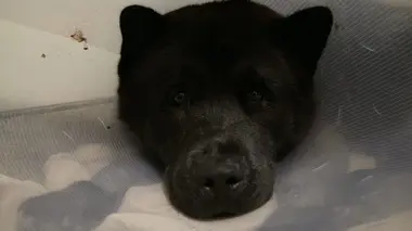 Kylo le Colley et Sasha le labrador