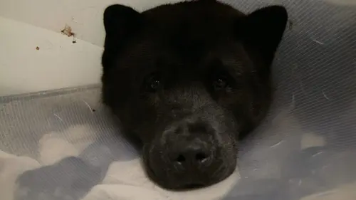 Super vétérinaire Kylo le Colley et Sasha le labrador