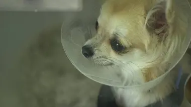 Super vétérinaire S04E12 Lulu, Florence & Muffin