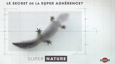 Adhérence