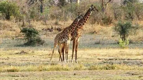 Sur la piste d'une girafe masaï