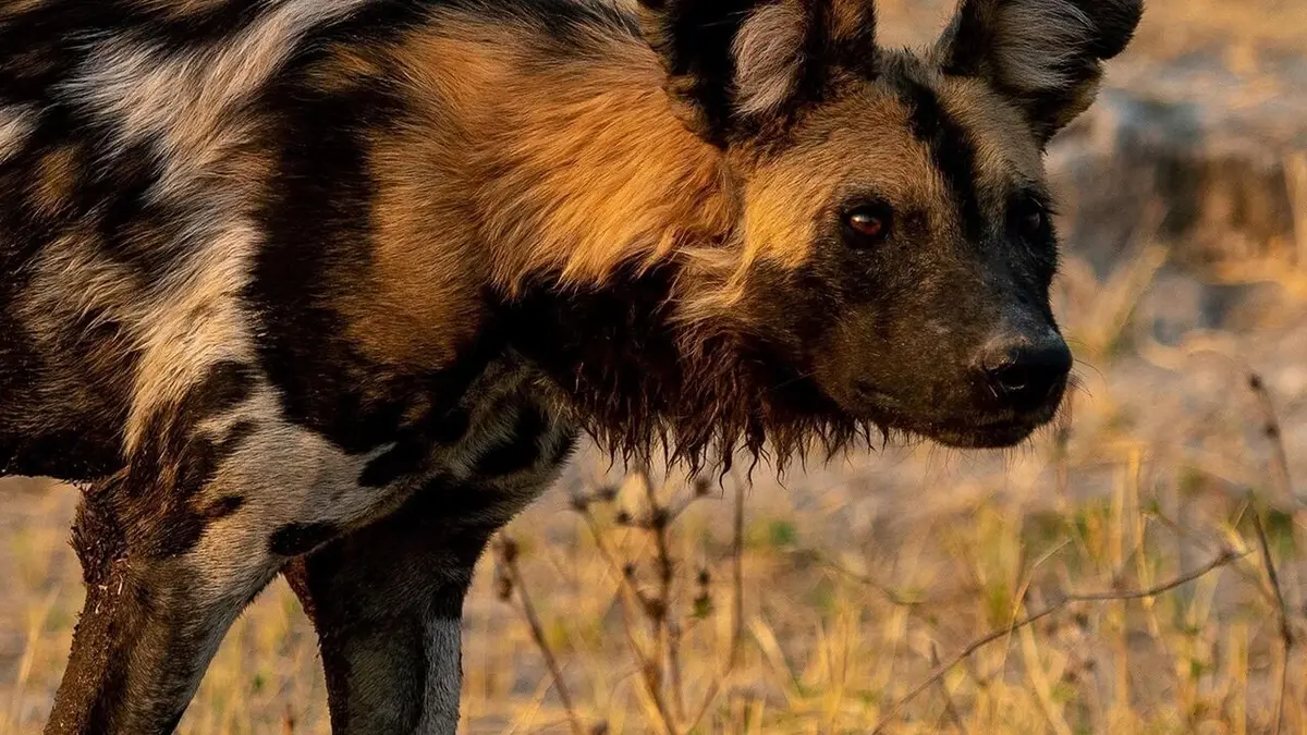 Sur la piste des chiens sauvages d'Afrique Une meute en pleine santé