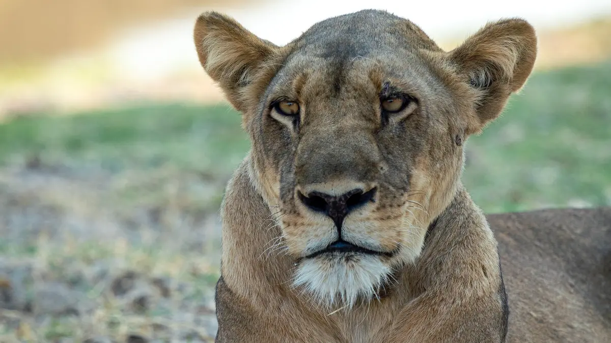 Sur la piste des chiens sauvages d'Afrique Des lions omniprésents