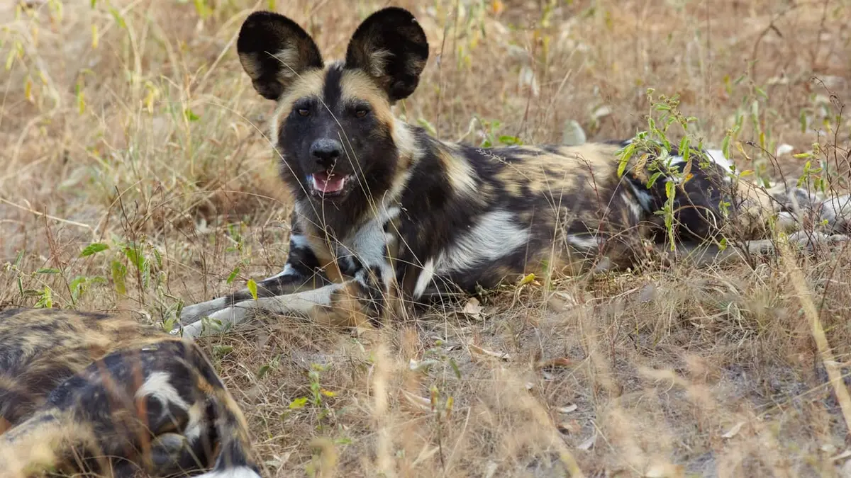 Sur la piste des chiens sauvages d'Afrique Sous la menace des lions