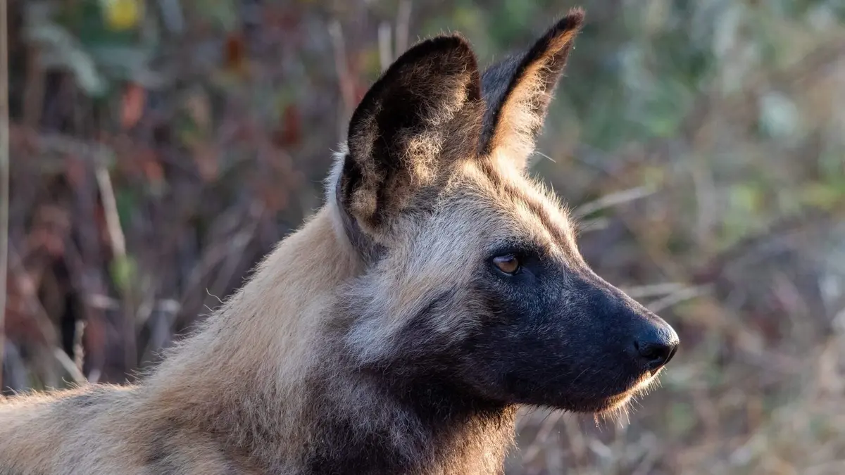 Sur la piste des chiens sauvages d'Afrique Bientôt la saison des pluies