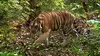 2016 • Sur la piste des derniers tigres