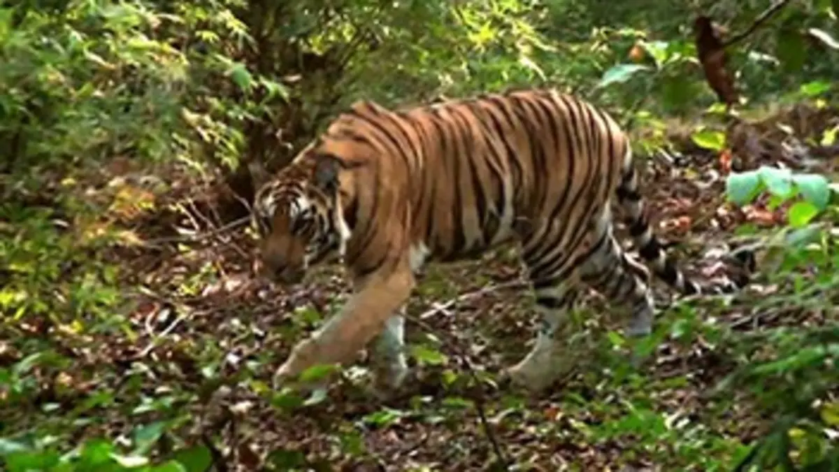 Sur la piste des derniers tigres