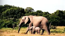 Sur la piste des éléphants sauvages du Sri Lanka