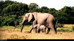 Sur la piste des éléphants sauvages du Sri Lanka
