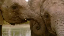 Visuel de Sur la piste des éléphants sauvages du Sri Lanka