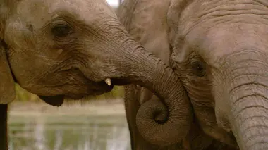 Sur la piste des éléphants sauvages du Sri Lanka