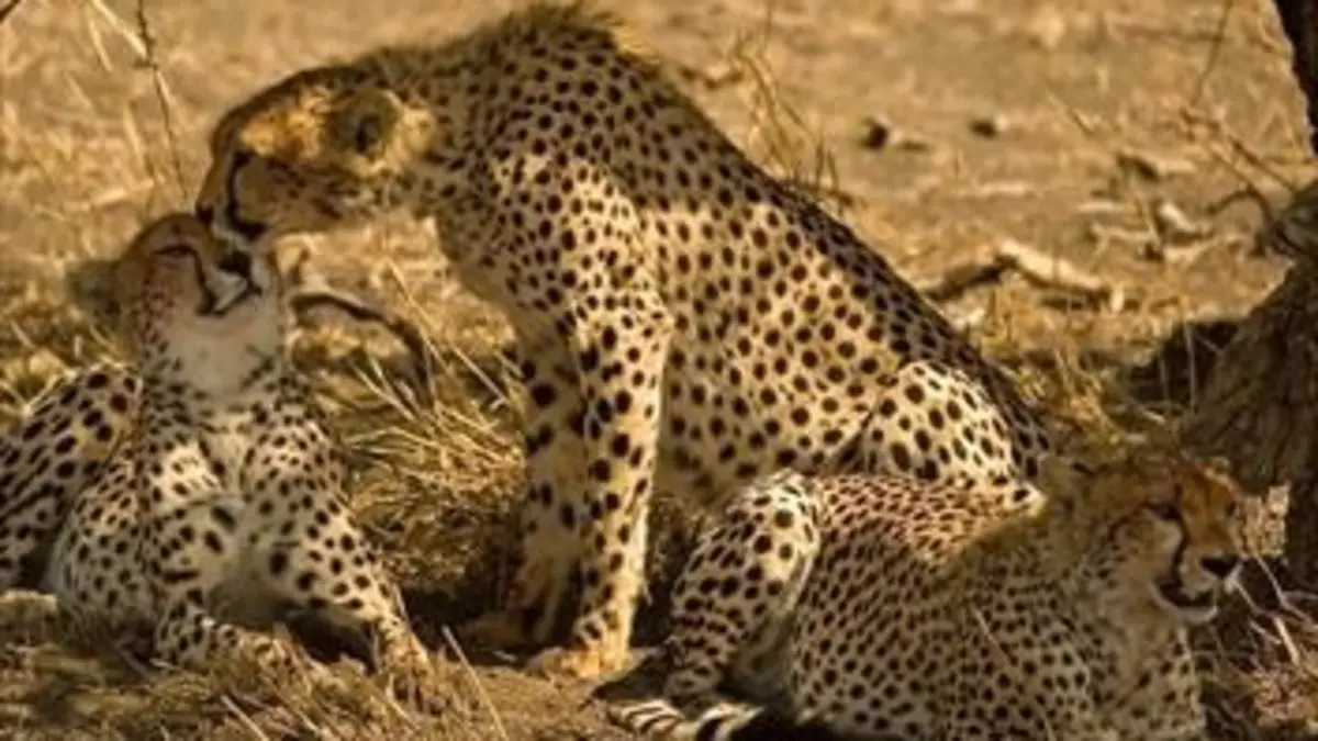 Sur la piste des guépards