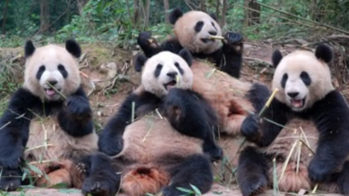 Sur la piste des pandas E03 La meilleure des mamans pandas