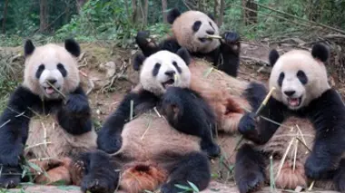 La meilleure des mamans pandas