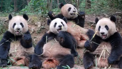 Sur la piste des pandas E03 La meilleure des mamans pandas replay