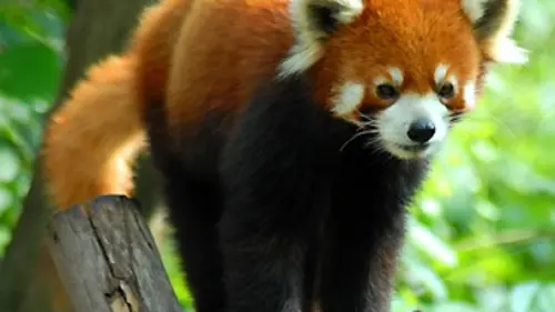 Épisodes de Sur la piste des pandas