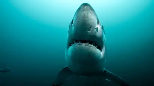 Sur la piste des requins : une exploration océanique Dans l'obscurité