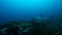 Sur la piste des requins : une exploration océanique Amours cachées