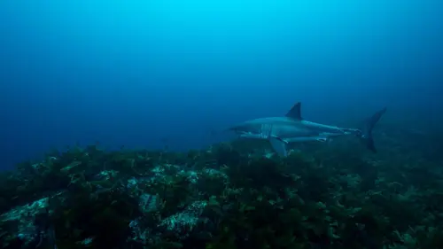 Sur la piste des requins : une exploration océanique