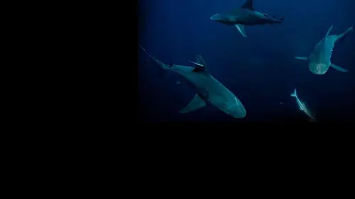 Sur la piste des requins : une exploration océanique Détour