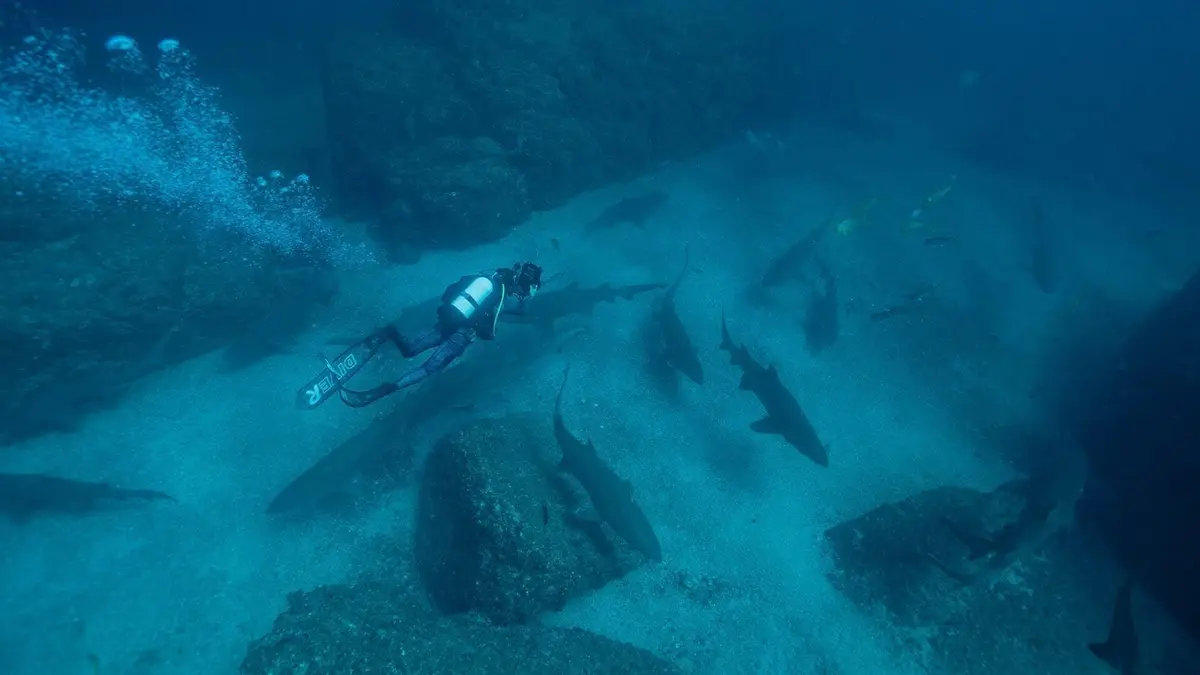 Sur la piste des requins : une exploration océanique Les réseaux sociaux