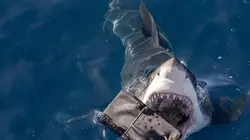 Sur la piste des requins : une exploration océanique