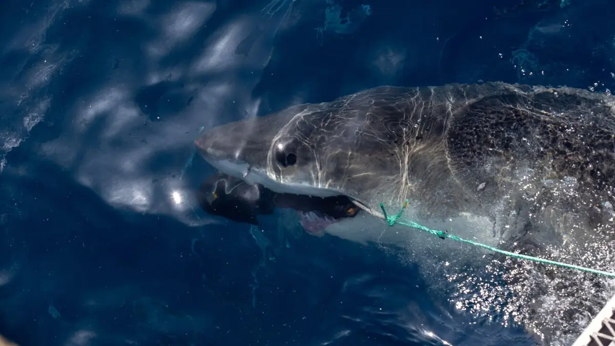 Visuel de Sur la piste des requins : une exploration océanique Amours cachées