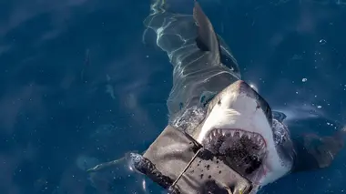 Sur la piste des requins : une exploration océanique Danger, humains à la surface