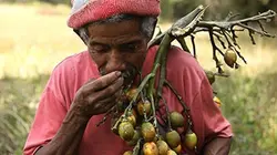 Sur la piste des senteurs Parfums de Flores