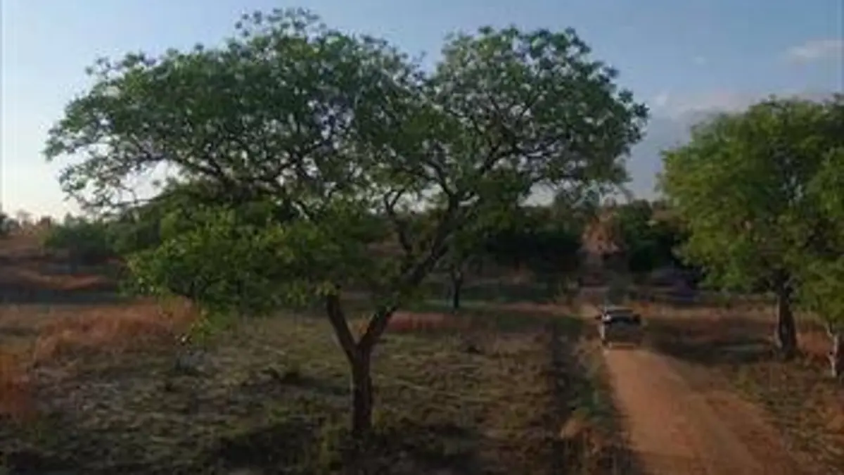 Sur la piste des senteurs Madagascar, fragrances baobab
