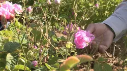 Sur la piste des senteurs