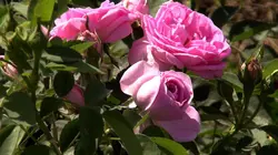 Sur la piste des senteurs