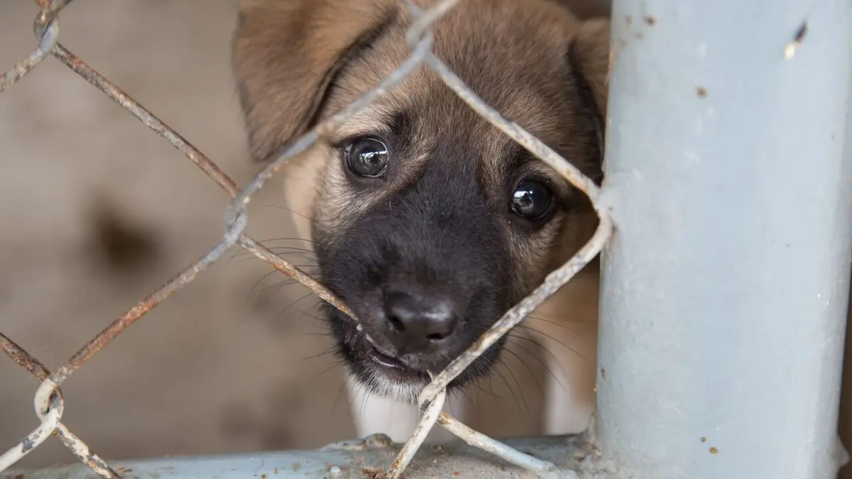 Sur la piste des trafiquants de chiots