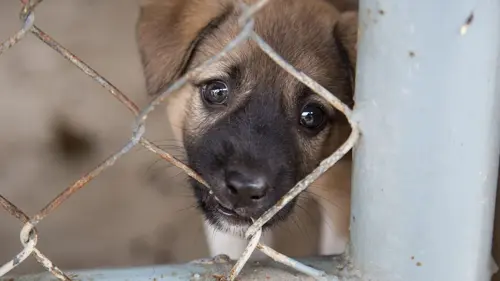 Sur la piste des trafiquants de chiots