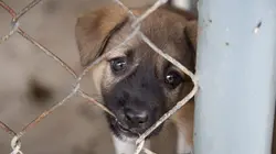 Sur la piste des trafiquants de chiots