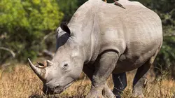 Sur la piste du dernier rhinocéros blanc