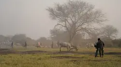 Sur la piste du dernier rhinocéros blanc