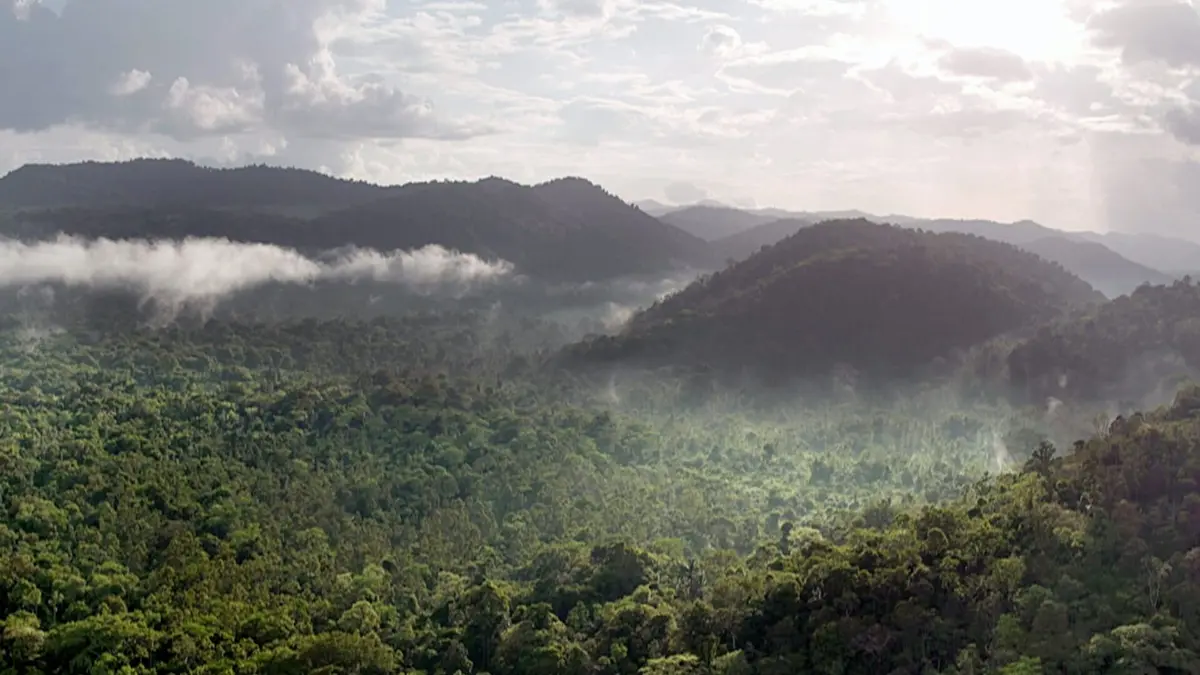 Sur la piste du jaguar au Guyana