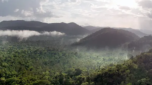 Sur la piste du jaguar au Guyana