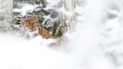 Sur la piste du lynx